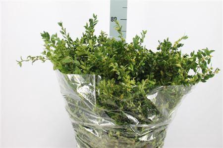 <h4>Buxus Per Bos</h4>