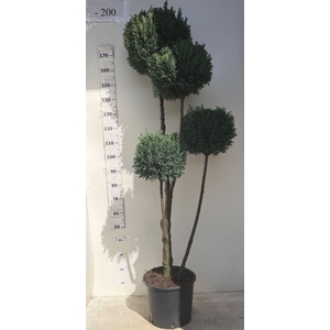 Chamaecyparis laws. 'Ellwoodii'