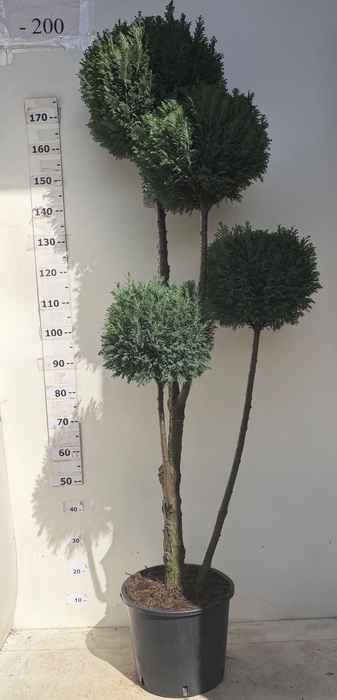 <h4>Chamaecyparis laws. 'Ellwoodii'</h4>