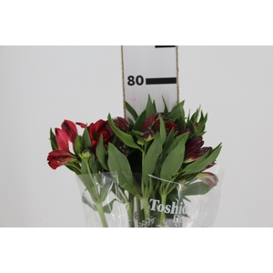 ALSTROEMERIA MERLOT 080 CM VERMELHO