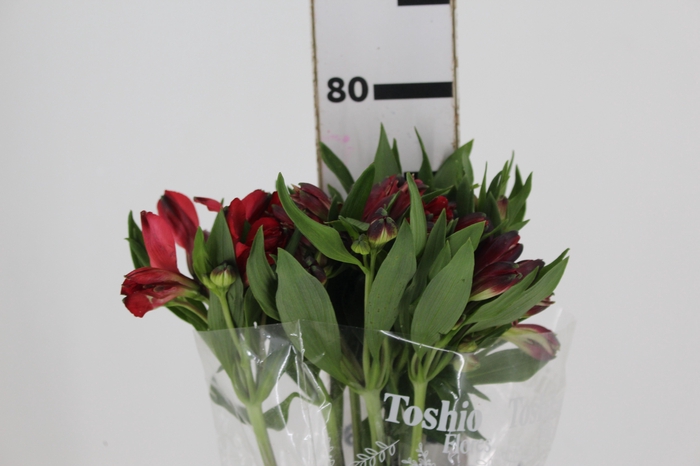 <h4>ALSTROEMERIA MERLOT 080 CM VERMELHO</h4>