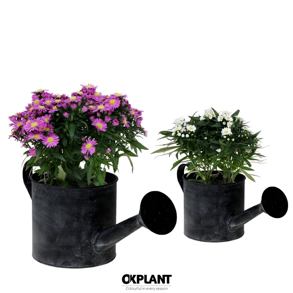 <h4>Aster Starletta Serie mix in Watering Can pot</h4>