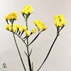 Limonium St Carnival Yellow