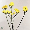 Lim Statice Crystal Yellow