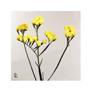 Limonium St Crystal Yellow