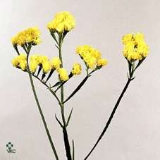 Lim Statice Crystal Yellow
