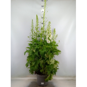 Delphinium el. 'PacG MagicFountian'