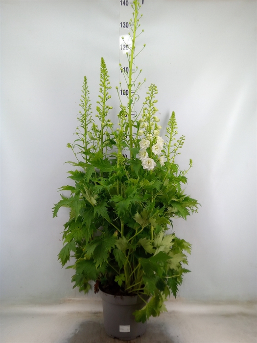<h4>Delphinium el. 'PacG MagicFountian'</h4>