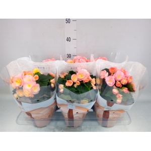 Begonia elat. DU 'Hailey Sunset'