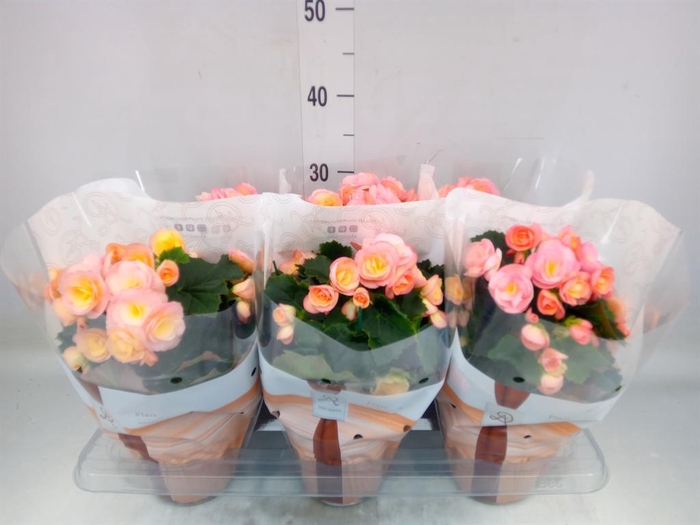 <h4>Begonia elat. DU 'Hailey Sunset'</h4>