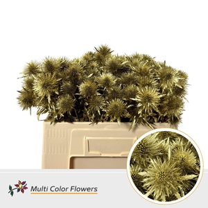 Eryngium alp.   ...colored H%