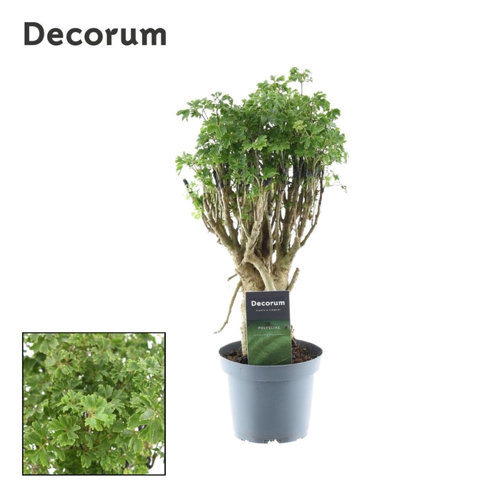 <h4>Polyscias Parsley Bonsai (Decorum)</h4>