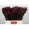 Leucadendron Saf Sunset Dark R.