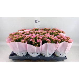 Kalanchoe blos.   ..rosebud