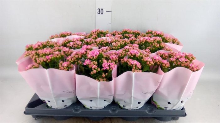 <h4>Kalanchoe blos.   ..rosebud</h4>
