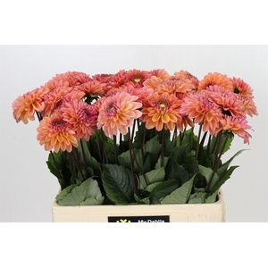 Dahlia Dalmuti Cavalier