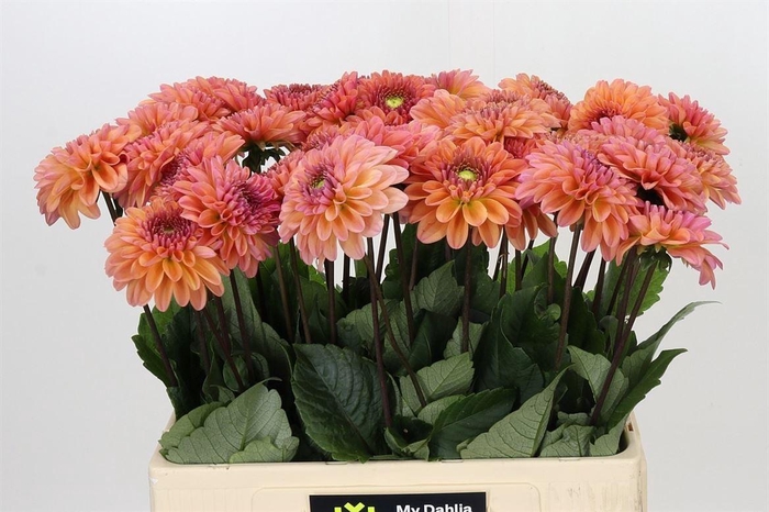 <h4>Dahlia Dalmuti Cavalier</h4>
