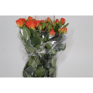 ROSA SPRAY BABE 050 CM