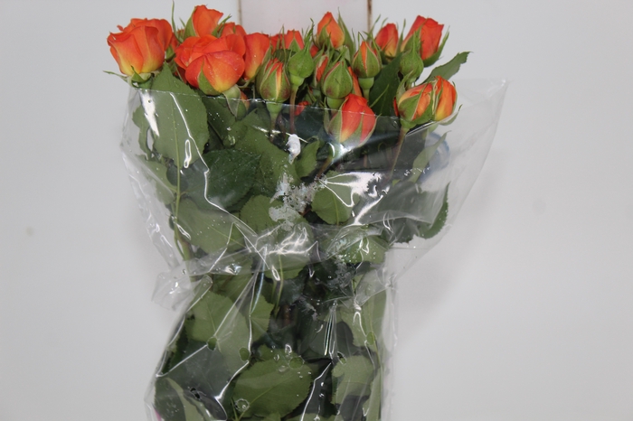 <h4>ROSA SPRAY BABE 050 CM</h4>