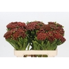 Brunia Albiflora Red