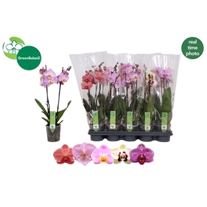 PHAL GEM