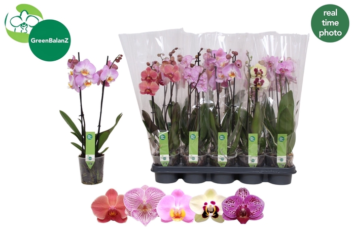 <h4>PHAL GEM</h4>
