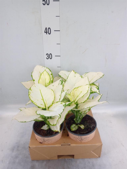 <h4>Aglaonema   ...</h4>