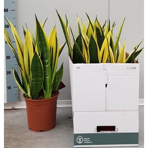 Sansevieria Gold Flame 21Ø 60cm