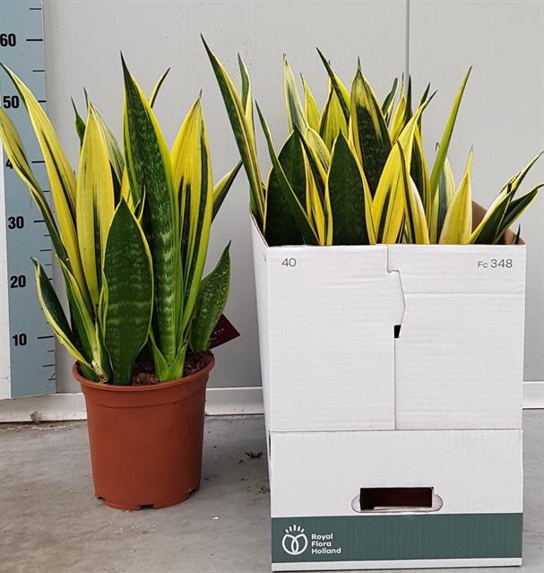 Sansevieria Golden Flame 21Ø 60cm