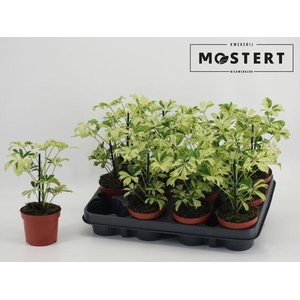 !! PROMO !! SCHEF AR JANINE P9