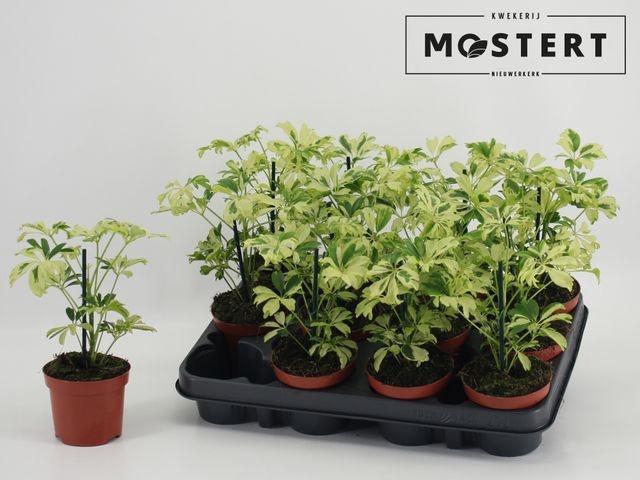 <h4>SCHEF AR JANINE P9</h4>