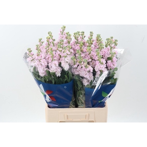 Matth Iron Cherry Bl