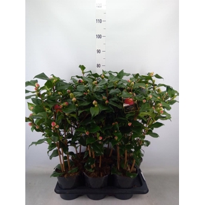 Camellia japonica 'Dr King'