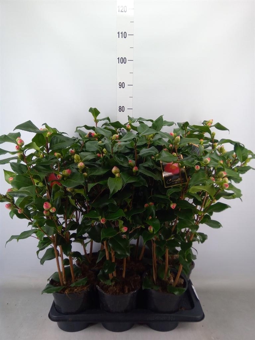 <h4>Camellia japonica 'Dr King'</h4>
