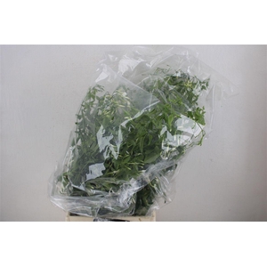 Jasmijn Ranken P Bunch