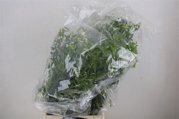 Jasmijn Ranken P Bunch