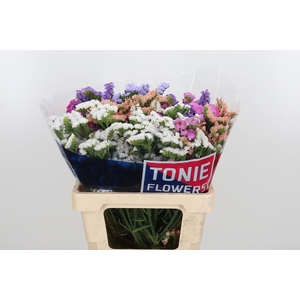 Limonium St Gemengd