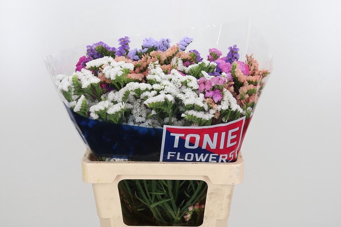 <h4>Limonium St Gemengd</h4>