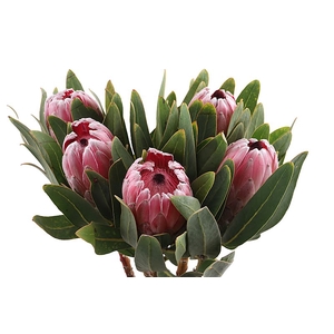 Protea Pink Lady