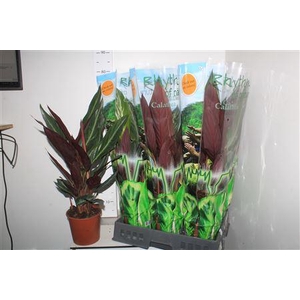 Strom Sa Stripestar P17