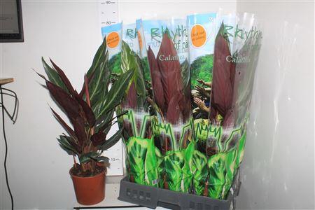 <h4>Strom Sa Stripestar P17</h4>