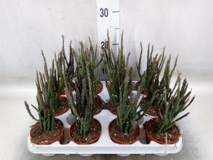 <h4>Euphorbia   ...</h4>