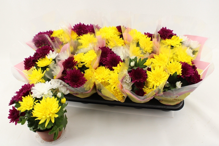 <h4>CHRYS GEM IN POT</h4>