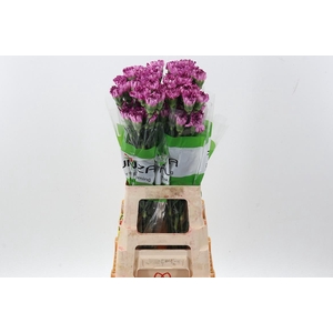 Di St Blue Copernico