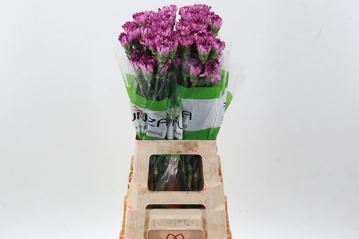 <h4>Di St Blue Copernico</h4>