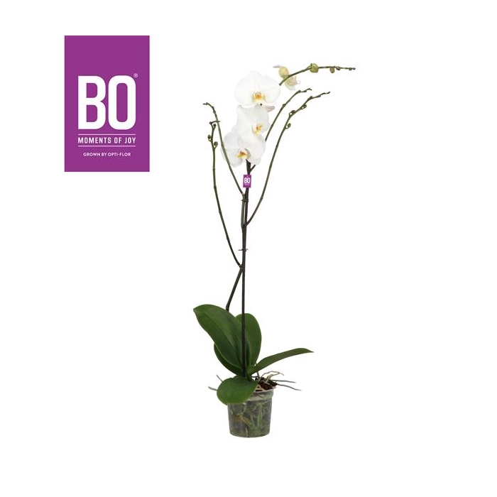 <h4>King P15 BO White 1 spike</h4>