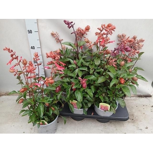 SALVIA LOVE AND WISH