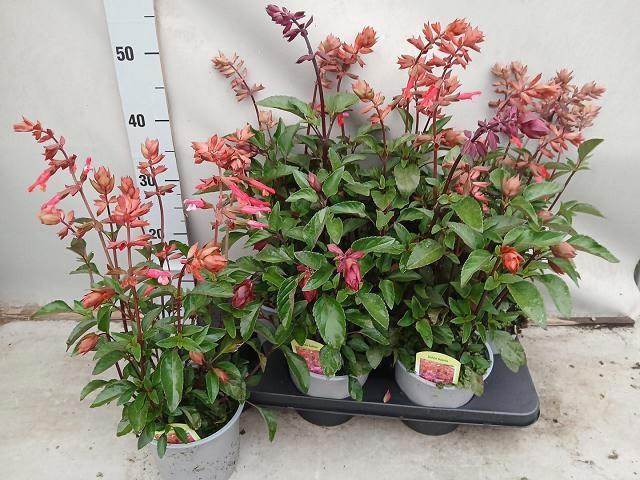 <h4>SALVIA LOVE AND WISH</h4>
