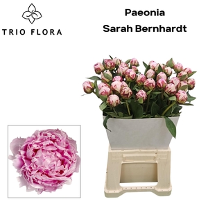 PAEO L SARA BERNHARD Kraag