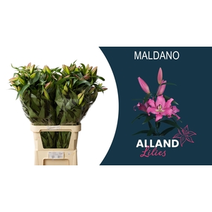 LI OT MALDANO